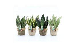 Sansevieria Sansevieria Mix in Noah Deluxe 3 pp