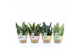 Sansevieria Sansevieria Mix in Noah Pastel 3 pp