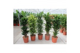 Dracaena fragr. mix 3 soorten vertakt