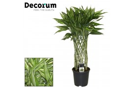 Dracaena victory (Decorum)