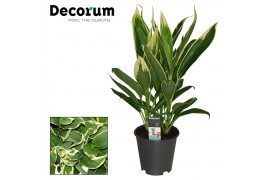 Cordyline conga Cordyline New Conga Toef (Decorum)