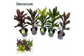 Cordyline fruticosa mix Cordyline Mix  ( Decorum)