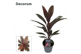 Cordyline fruticosa tango Cordyline Tango 12 cm ( Decorum )