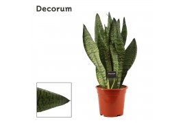 Sansevieria trifasciata Super Green 17 cm (Decorum)