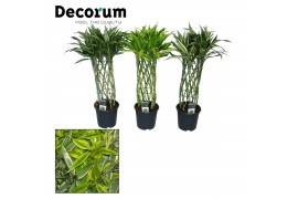 Dracaena sanderiana mix Dracaena sanderiana mix 19 cm (Decorum)