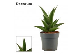 Sansevieria Abey crown (Decorum)