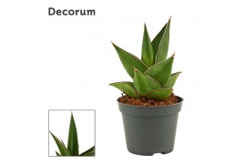 Sansevieria Sansevieria Abbey crown 6 cm (Decorum)