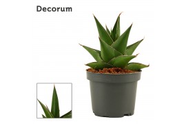 Sansevieria Sansevieria Abbey crown 9 cm (Decorum)