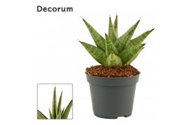 Sansevieria Jewel crown 6 cm (Decorum)