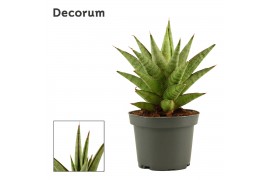 Sansevieria Jewel crown 9 cm (Decorum)