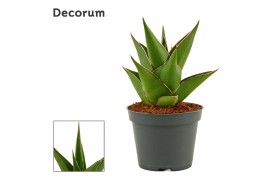 Sansevieria Temple crown 6 cm (Decorum)