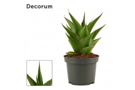 Sansevieria Temple crown 9 cm (Decorum)