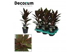 Cordyline fruticosa rumba Decorum )