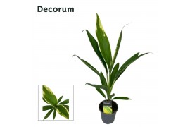 Cordyline conga Decorum )