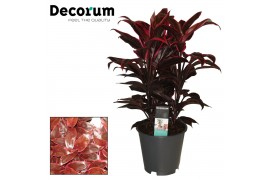 Cordyline fruticosa mambo (Decorum)