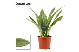 Sansevieria trifasciata Aubrytiana Sayuri 14 cm (Decorum)