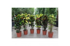 Codiaeum variegatum mix vertakt