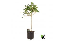 Ficus petite audrey Ficus bengh Petite Audrey op stam 1 pp 3 tak/plnt