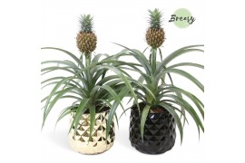 Ananas mi amigo Royal Crown Keramiek