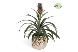 Ananas mi amigo Royal Crown Keramiek