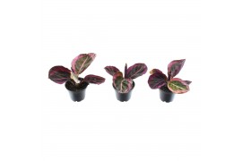 Calathea Calathea Princess Jesse 7 cm (Decorum)