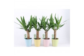 Yucca 25cm Enkel Stam, 3+ Kop - Pastel Keramiek