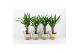 Yucca 25cm Enkel Stam, 3+ Kop - Noah Pastel Mand