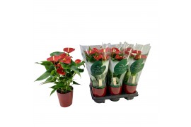 Anthurium andr. aristo rood keramiek 5+