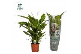 Spathiphyllum vivaldi 2+ bloem - Air So Pure