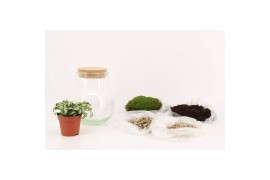 Arrangementen kamerplanten 82529: Terrarium arrangement (DIY)