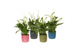 Spathiphyllum pearl cupido KP-823.2 - Spathphyllum in pot stripes 2 bl