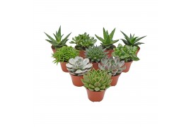 Succulenten mix Succulent mix 1 pp