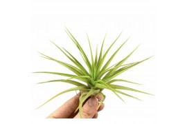 Tillandsia multiflora 101595 x20