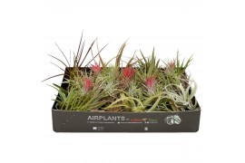 Tillandsia mix 101413 x40