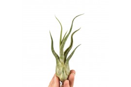 Tillandsia caput medusa 101599 x20