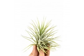 Tillandsia ionantha groen 101589 x20