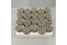 Echeveria zonder bloem Secunda