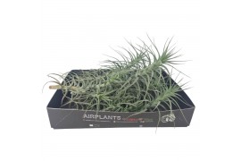 Tillandsia Aranthos XL