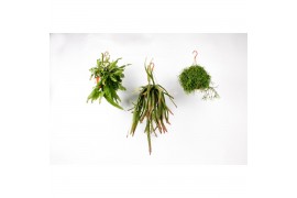 Rhipsalis hang mix