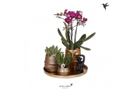 Arrangementen kamerplanten Kolibri Green up your home gift set Hotel C