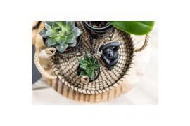 Arrangementen kamerplanten Kolibri Green up your home gift set Home hu