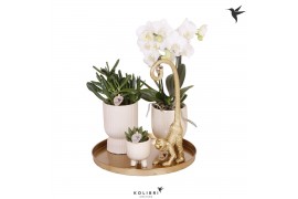 Arrangementen kamerplanten Kolibri Green up your home gift set Luxury 