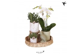 Arrangementen kamerplanten Kolibri Green up your home gift set Vintage