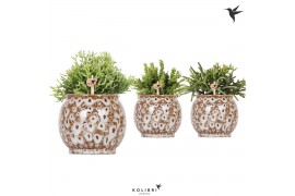 Rhipsalis mix Kolibri Greens Rhipsalis mix in Safari pot 1 pp  cm diam