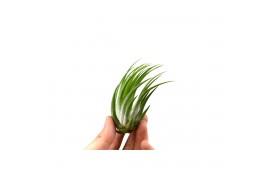 Tillandsia ionantha scaposa 101685 x20