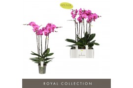 Phalaenopsis paars Theatro Blues 5spike