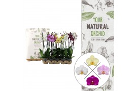 Phalaenopsis mix 2 tak eco,14 bl.,