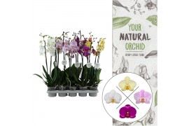 Phalaenopsis mix 2 tak 12+