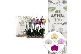 Phalaenopsis mix 2 tak eco,14 bl.