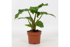 Alocasia low rider